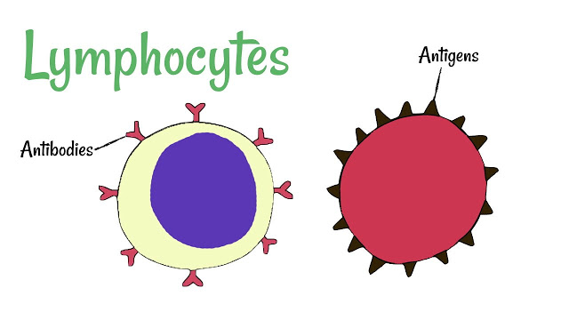 Lymphocytes: Roles and functions