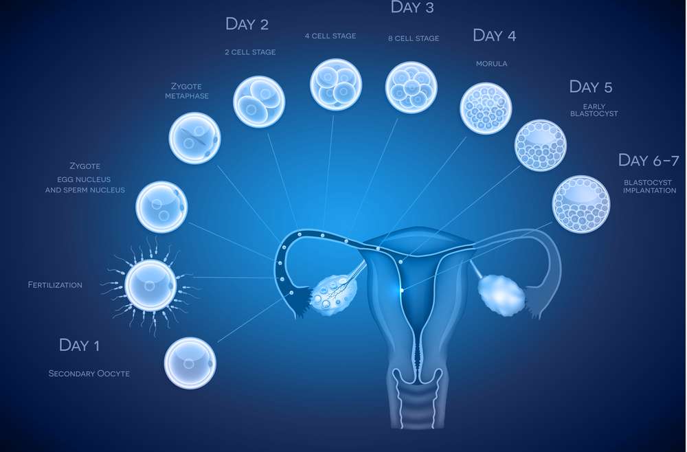 Blastocyst culture and transfer