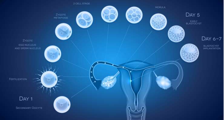 Blastocyst culture and transfer